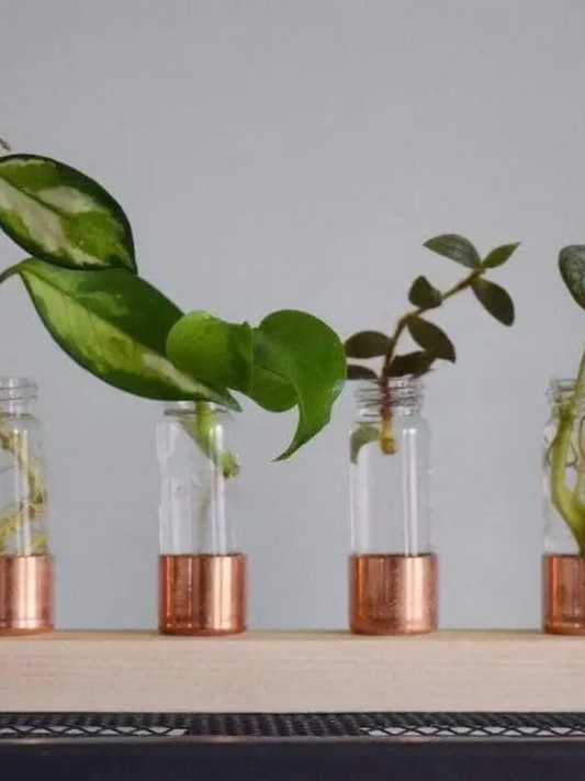 Copper Vase Propagation Station